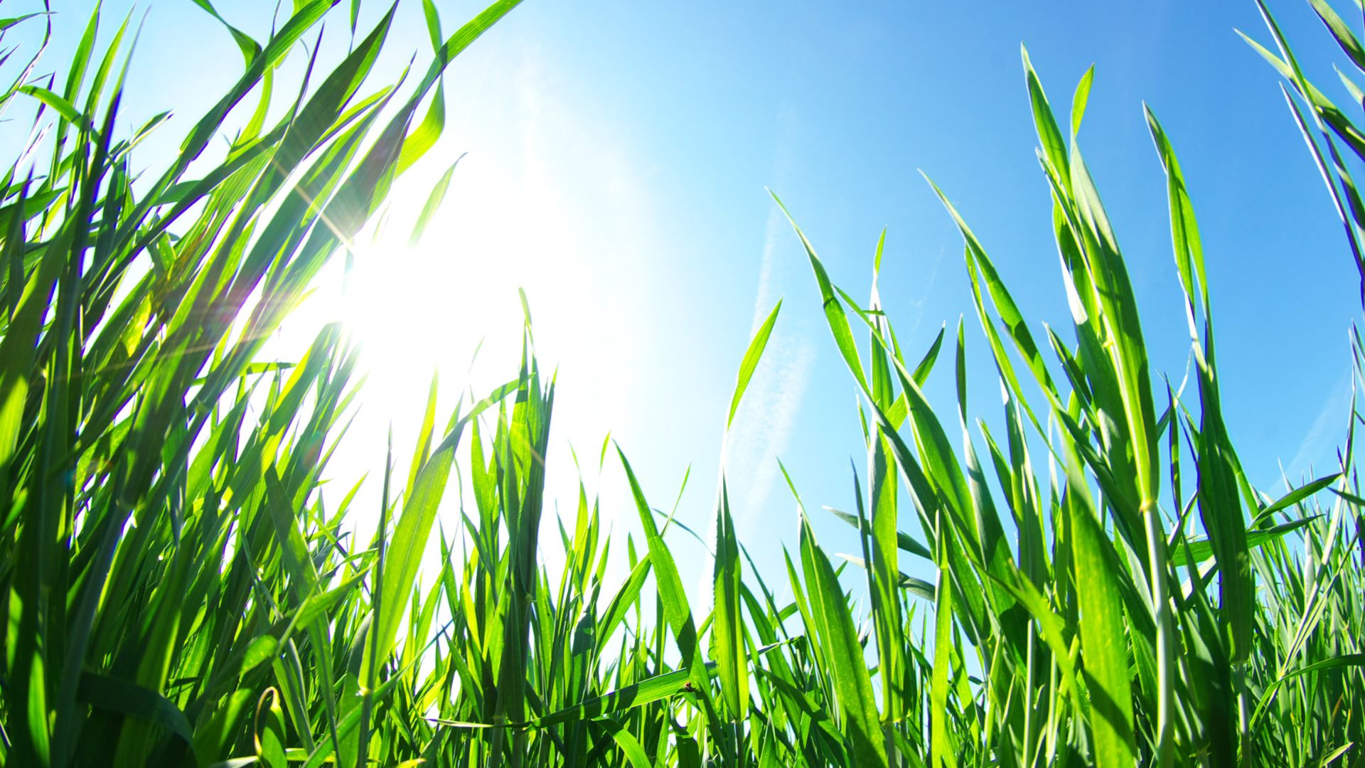 Pielęgnacja trawnika – odpowiednie sposoby na konwencjonalny trawnik